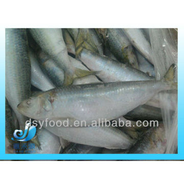 frozen sardine ( canned sardine)